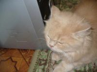 Лот: 1055368. Фото: 2. Кот. Животные и уход