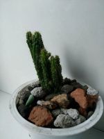 Лот: 19452487. Фото: 3. Кактус Цереус. Растения и животные