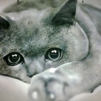 Лот: 9293875. Фото: 5. Аэрография. Покраска автомобилей...