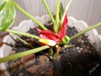 Лот: 1119178. Фото: 2. Антуриум цветет. Комнатные растения и уход