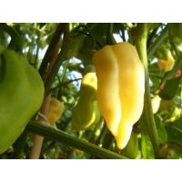 Лот: 5296663. Фото: 4. Экстремально острый перец Bhut... Красноярск