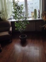 Лот: 8016036. Фото: 2. Фикус. Комнатные растения и уход