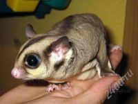 Лот: 1267474. Фото: 2. Поссум. Животные и уход