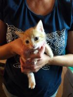 Лот: 8047772. Фото: 4. Отдадим котят. Красноярск