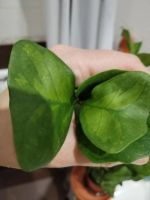 Лот: 25373410. Фото: 2. Фикус треугольный (Триангулярис... Комнатные растения и уход