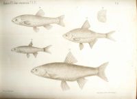 Лот: 18032872. Фото: 9. Протоколы заседаний императорского...