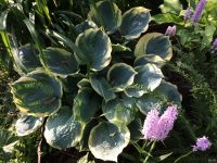 Лот: 13672437. Фото: 3. хоста Пиззазз (hosta Pizzazz... Для дачи, дома, огорода, бани, парка