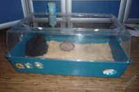 Лот: 2682772. Фото: 3. Продам морскую свинку порода Мерино. Растения и животные