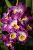 Лот: 6198271. Фото: 5. Орхидея Дендробиум фиолетовая