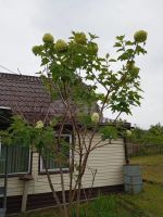 Лот: 25527071. Фото: 11. 3-комн. дача , садоводческое некоммерческое...