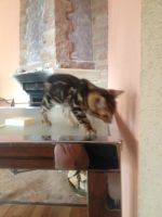 Лот: 7932930. Фото: 7. Котенка бенгала девочка