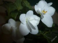 Лот: 1830025. Фото: 2. лист фиалки белой. Комнатные растения и уход