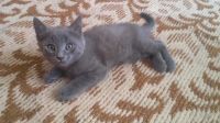 Лот: 5742581. Фото: 2. Котята. Животные и уход