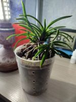 Лот: 20536751. Фото: 2. Японские орхидеи neofinetia falcata. Комнатные растения и уход