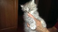 Лот: 6345788. Фото: 2. Отдам кошечку от мамы британки. Животные и уход