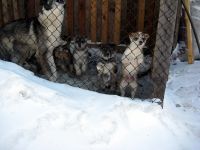 Лот: 9183427. Фото: 2. Щенки из под Охотничьей лайки. Животные и уход