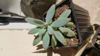 Лот: 14060804. Фото: 2. Граптоседум Graptosedum ‘Francesco... Комнатные растения и уход