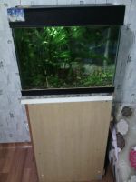 Лот: 8321683. Фото: 3. Продам аквариум 90 литров в комплекте... Растения и животные