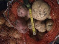 Лот: 6100250. Фото: 2. Картофель домашний со своего огорода... Продукты