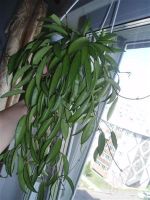 Лот: 465501. Фото: 3. Hoya wayetii (Хойя Ваети). Растения и животные