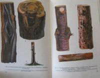 Лот: 20024303. Фото: 6. Болезни лесных деревьев и кустарников...