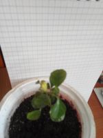 Лот: 15891623. Фото: 5. Муррайя цветет