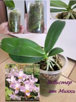 Лот: 22157131. Фото: 2. Орхидея Фаленопсис Эквистр "Mauve... Комнатные растения и уход