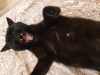 Лот: 16445018. Фото: 2. Ищу кота Жениха для случки, подойдёт... Животные и уход