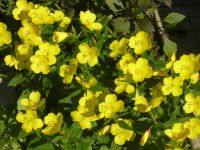 Лот: 5800391. Фото: 2. Энотера желтая, многолетняя, не... Семена, рассада, садовые растения