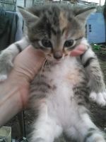 Лот: 9668717. Фото: 2. Котята, кошки. Животные и уход
