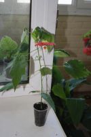 Лот: 4447834. Фото: 3. Абутилон Бэлла красный 10 (цветущий... Растения и животные