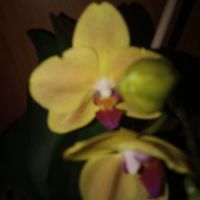 Лот: 19273885. Фото: 3. Орхидея фаленопсис Мирафлора. Растения и животные