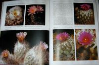 Лот: 25610505. Фото: 4. Вермелен Нико. "Кактусы". Все... Красноярск