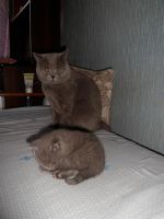 Лот: 3382093. Фото: 4. британский котёнок. Красноярск