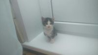 Лот: 7992261. Фото: 2. Котята. Животные и уход