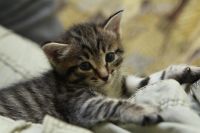 Лот: 3368926. Фото: 3. Коята, киска, котёнок. Растения и животные