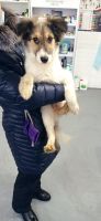 Лот: 17211561. Фото: 2. Пес. Животные и уход
