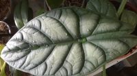 Лот: 11991511. Фото: 2. Продам алоказию Dragon(дракон... Комнатные растения и уход