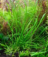 Лот: 16297912. Фото: 3. Криптокорина Нилешвар Cryptocoryne... Растения и животные