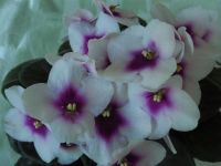 Лот: 6581437. Фото: 3. Сенполия Optimara my Love ( детка... Растения и животные