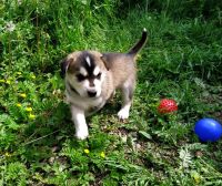 Лот: 13954325. Фото: 5. Щенки помесь охотничья и Хаски...