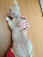 Лот: 18588408. Фото: 4. Котенок Донского сфинкса. Красноярск