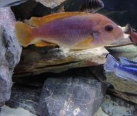 Лот: 15890052. Фото: 2. Йодотрофеус Шпренгера (Lodotropheus... Аквариумистика