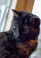 Лот: 6527986. Фото: 3. Кошечка Дарёна. Растения и животные