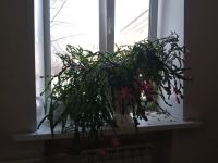 Лот: 15264590. Фото: 2. Цветок."Декабрист". Комнатные растения и уход