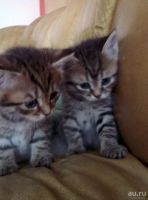 Лот: 13473442. Фото: 3. Британцы недорого. Растения и животные