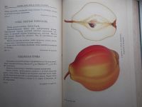 Лот: 6312350. Фото: 3. И. Мичурин сочинения том 3 1948... Коллекционирование, моделизм