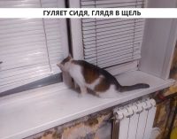 Лот: 20755554. Фото: 5. Разговорчивая кошка Нюша, трёхцветный...