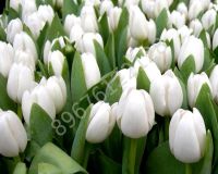 Лот: 2557969. Фото: 3. ТЮЛьПАНЫ опт. Бизнес
