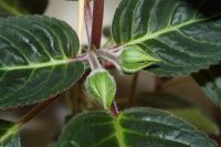 Лот: 5304319. Фото: 5. Глоксиния тигрина синяя 2 Очень...